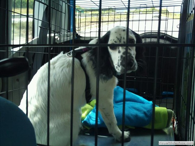 28/8/11 Travelling pup