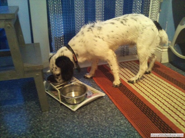 3/11/11 I was expecting a better breakfast after being forced to go walkies in the pouring rain.