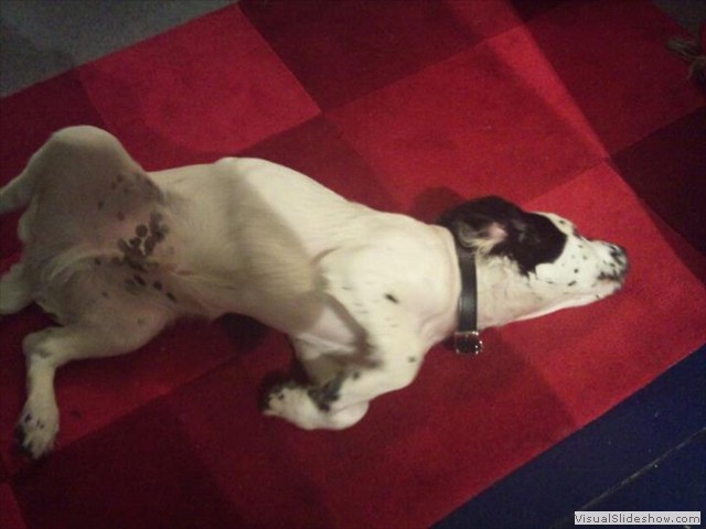 2/9/11 He seems to be at home here