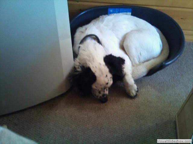 2/9/11 Exhausted after an hour walking. Move over pup I am tired too.