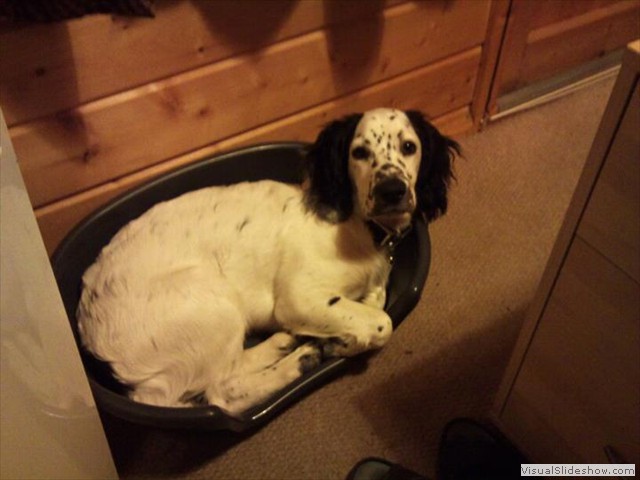 7/9/11 He looks sweet now. Another ten mins and he will get 2nd wind.