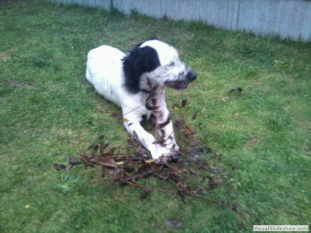 20/9/11 Pruning and weeding