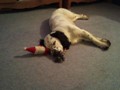 25/12/11 Thanks for the toy gran. It is broken but still works as a pillow.