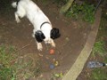 30/11/11 I dug the garden for you dad and now have a handy place to store my toys