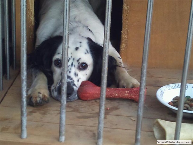 10/1/12 This bone is exhausting and it is making my teeth red!