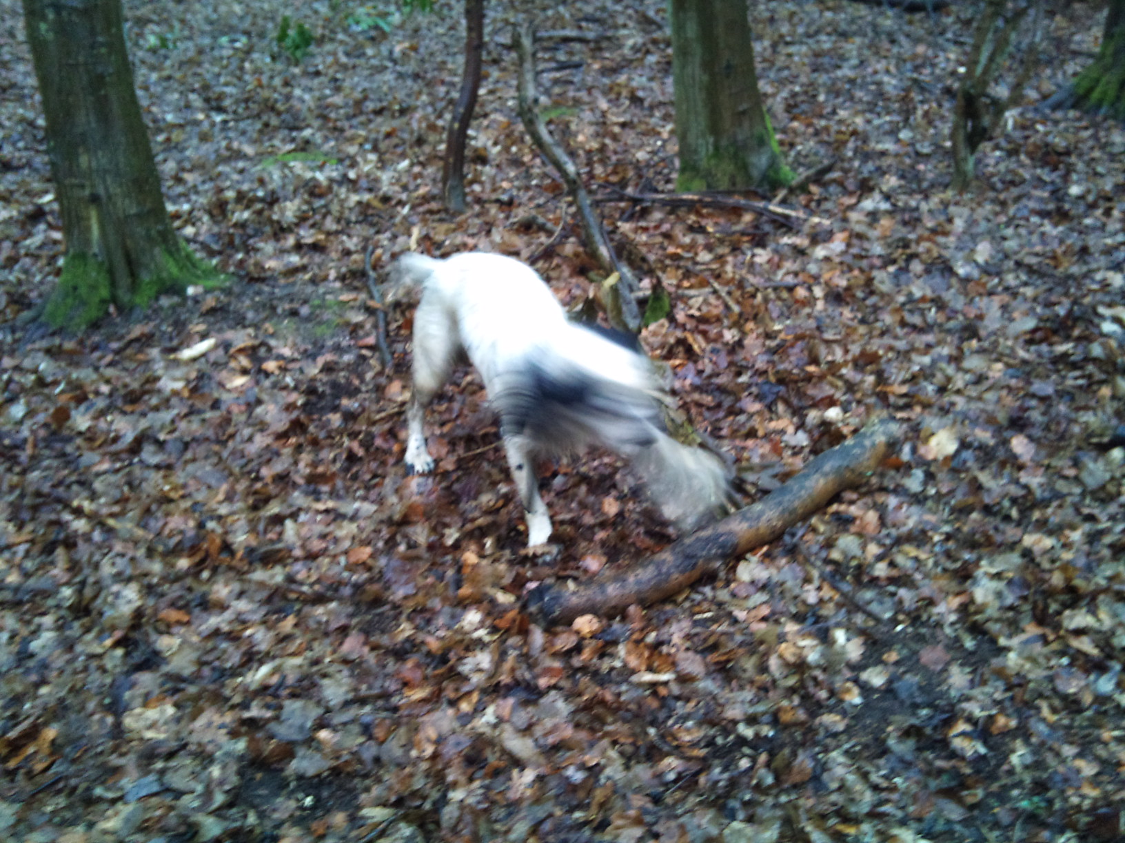 4/3/12 Good looking stick