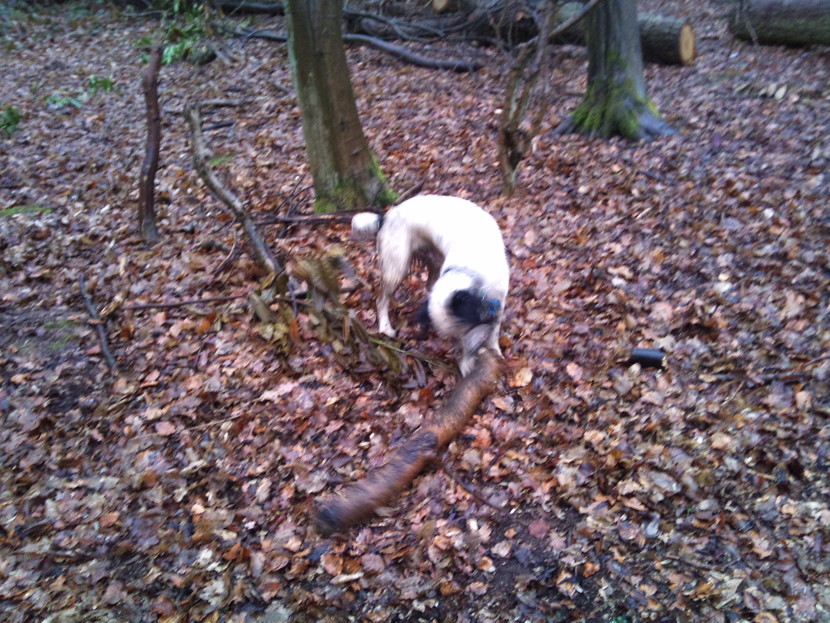 4/3/12 Throw it for me?