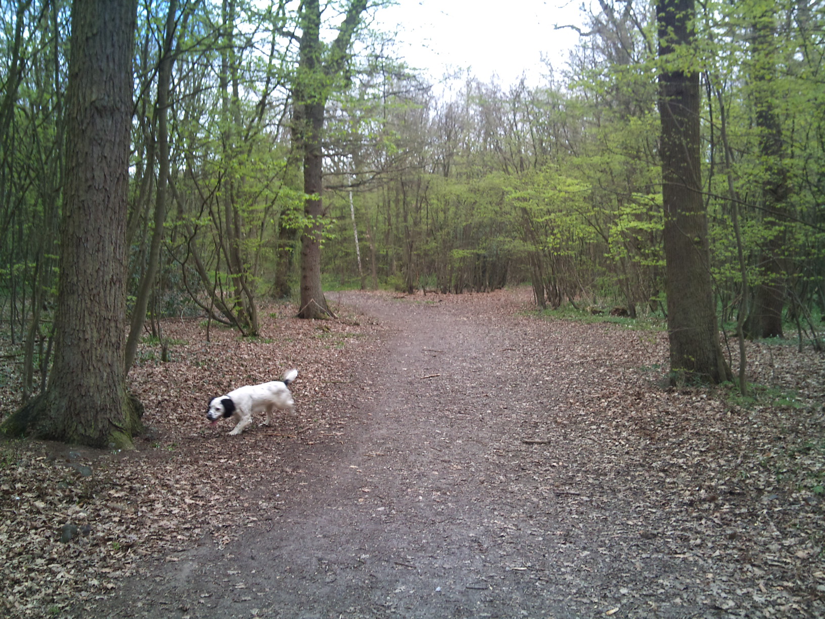 31/3/12 Great, a tree.  I need to pee