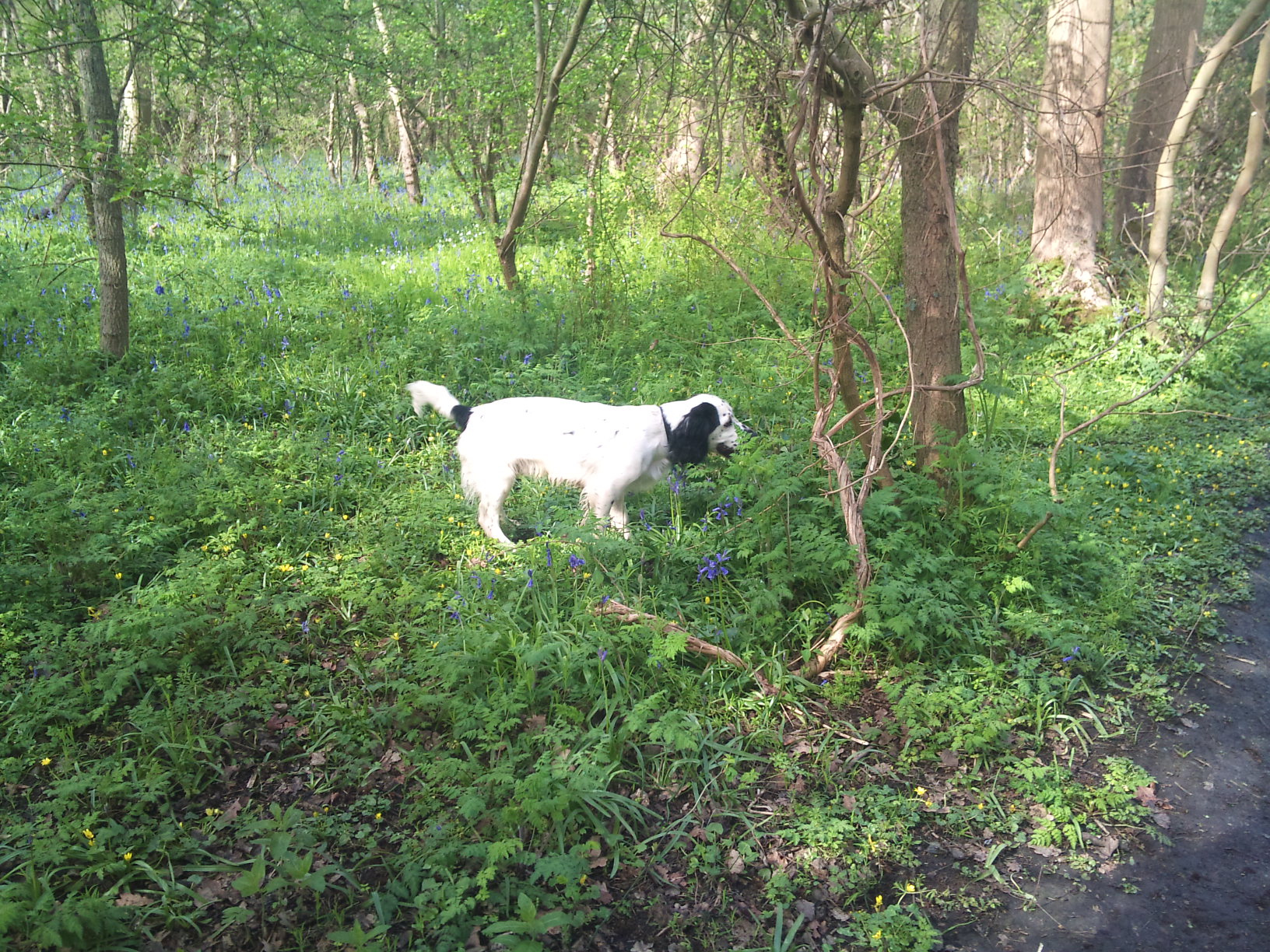 14/4/12 Tracker dog, look!