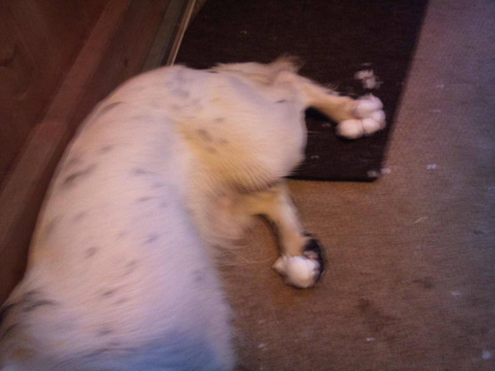 5/2/12 Bubble Toe Syndrome